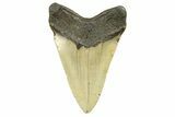 Fossil Megalodon Tooth - North Carolina #298947-1